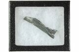 Bizarre Edestus Shark Tooth In Jaw Section - Carboniferous #238485-2